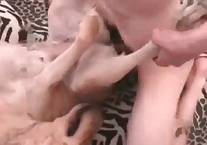Hardcore dog sex action in the missionary pose